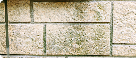 外壁にカビや苔が発生している